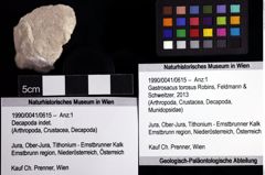 Foto (Objket + Etiketten) von Gastrosacus torosus (Robins, Feldmann & Schweitzer, 2013) 